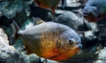 Zajímavá fakta o piranhah